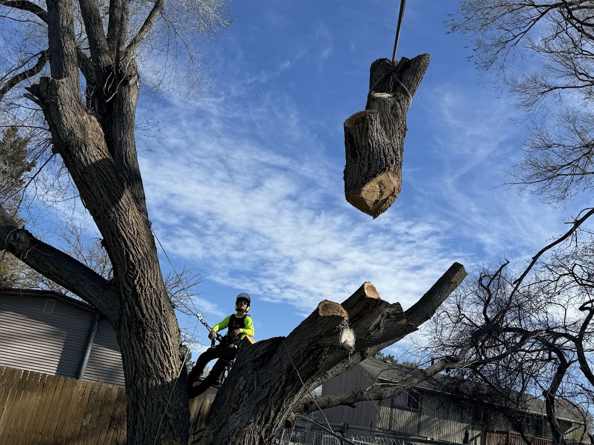 Stump Grinding - Professional tree service in St. George, Utah