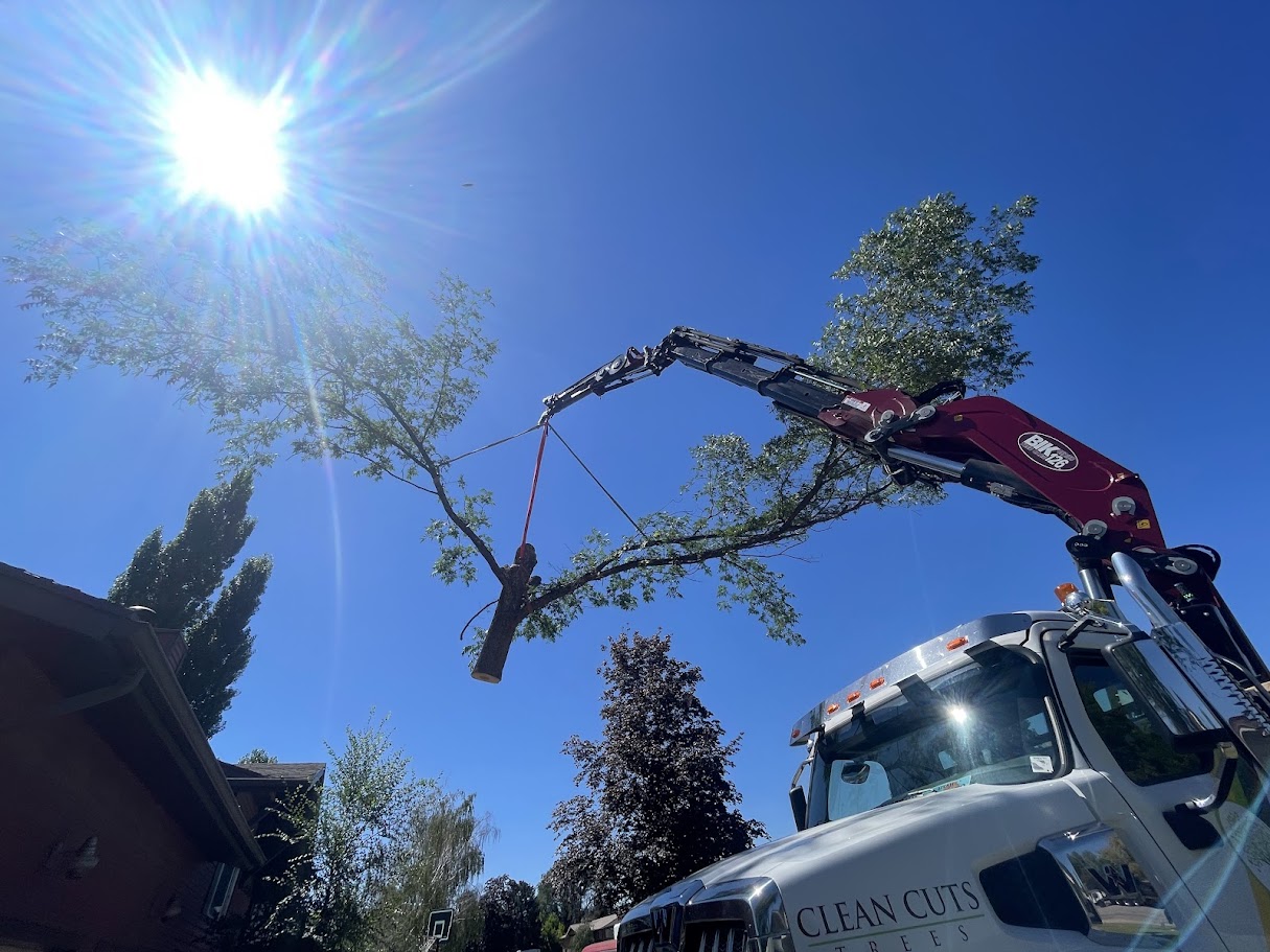 Tree Trimming & Pruning - Professional tree service in St. George, Utah