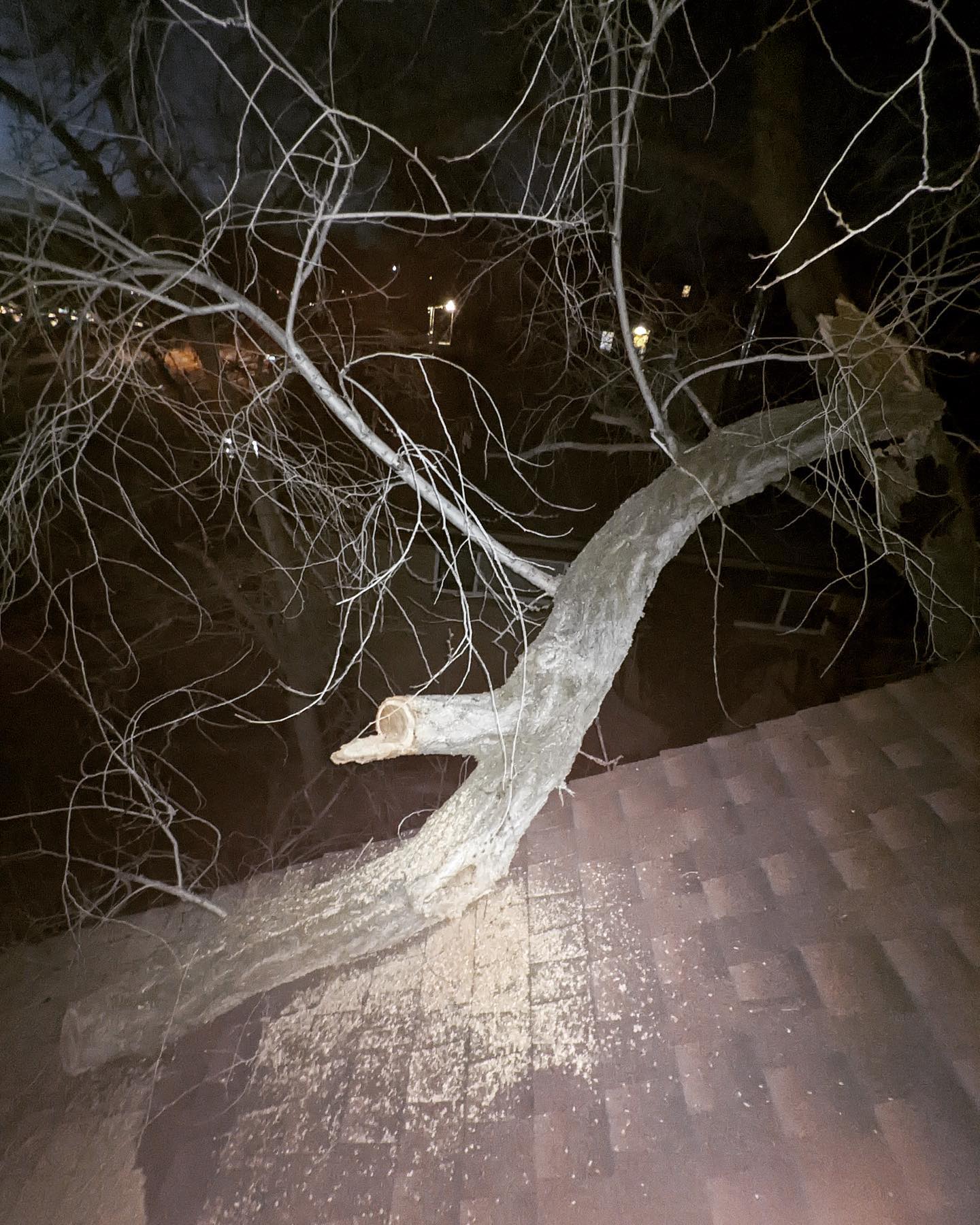 Emergency Tree Damage