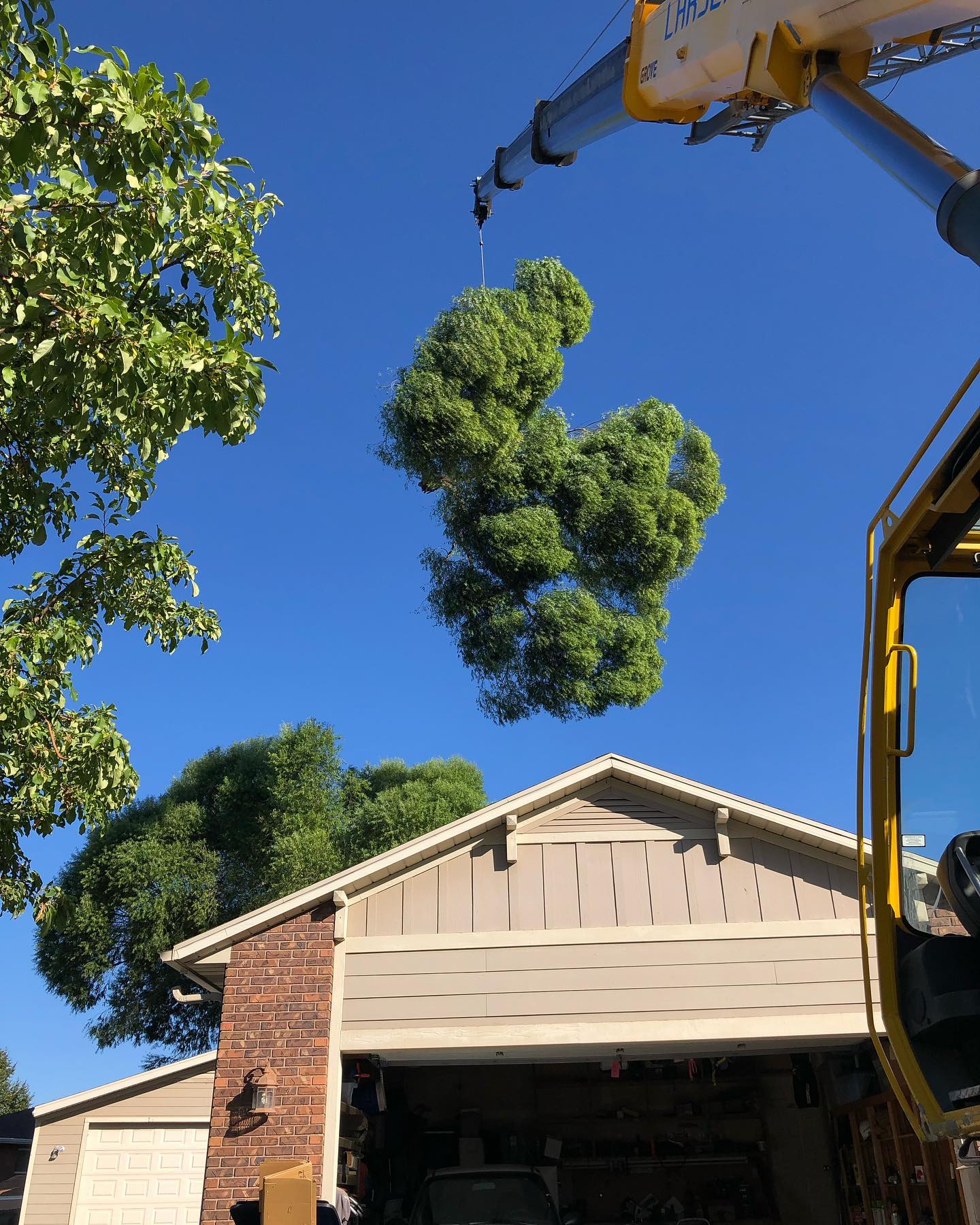 Tree Removal