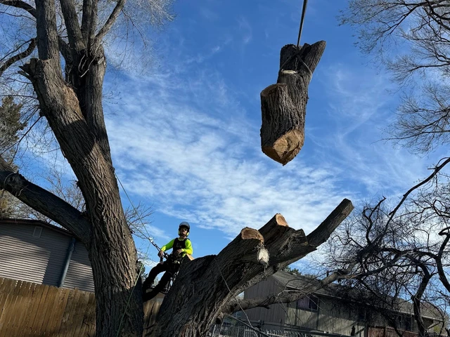 Emergency tree service - hazardous tree removal by Clean Cuts Trees