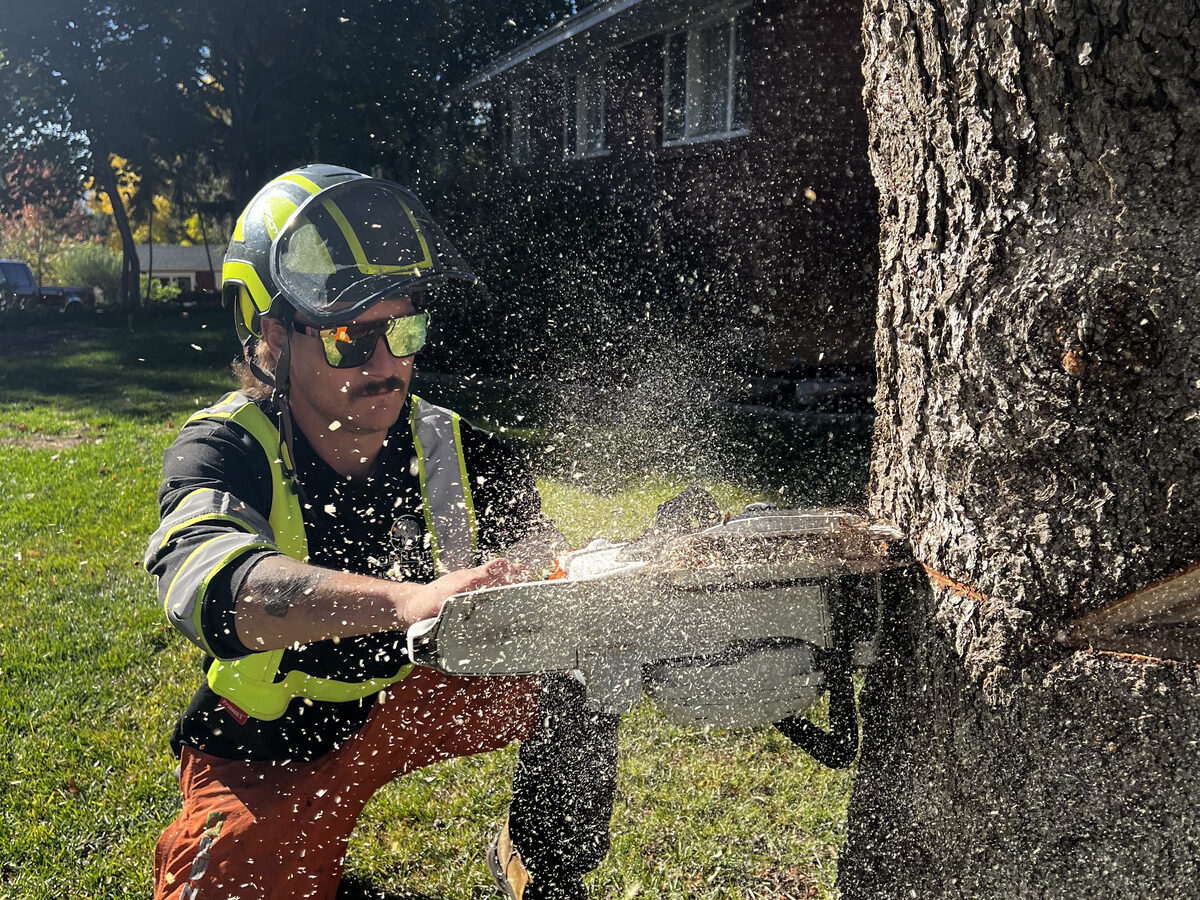 Emergency Tree Damage